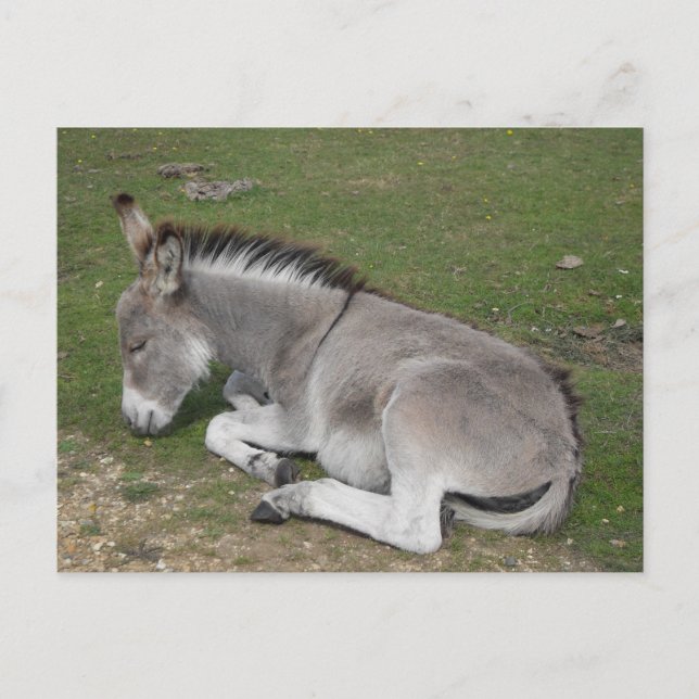 Cute sleeping baby donkey foal postcard (Front)