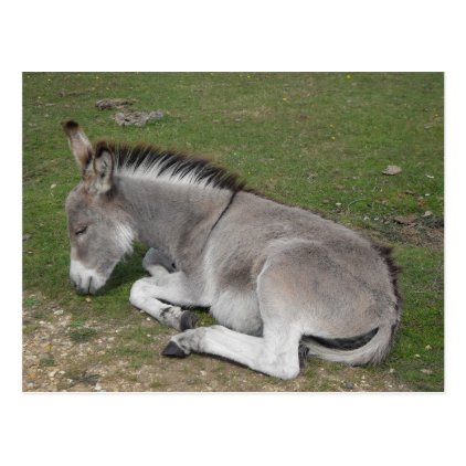 Cute sleeping baby donkey foal postcard