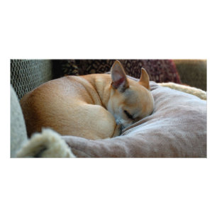 Cute Sleeping Chihuahua Puppy Card