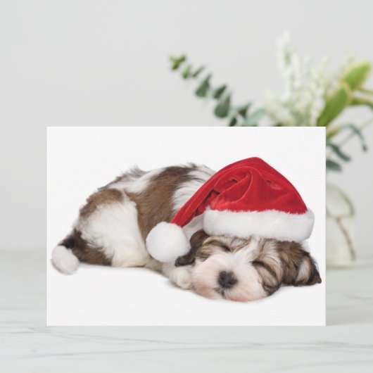 Cute Sleeping Havanese Puppy Dog Is Dreaming (Standing Front)