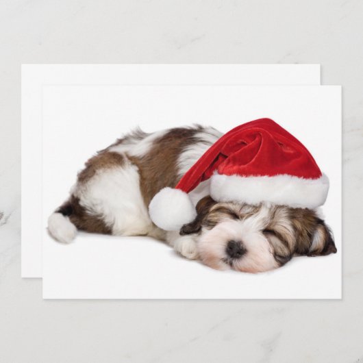 Cute Sleeping Havanese Puppy Dog Is Dreaming (Front/Back)
