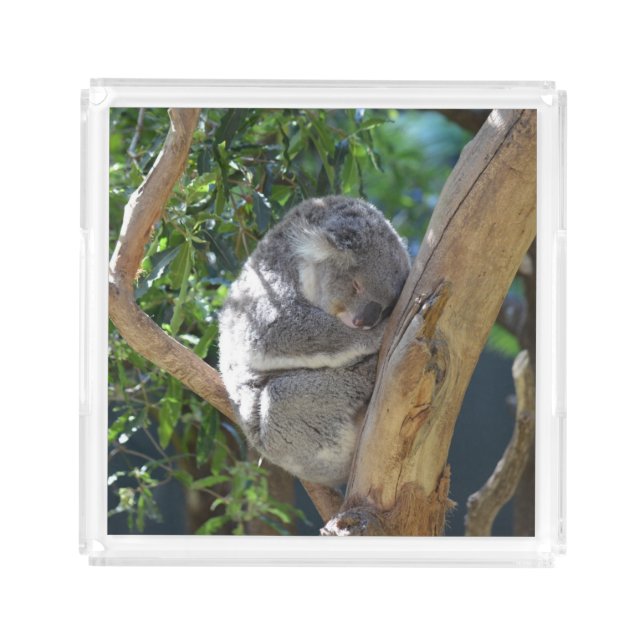 Cute Sleeping Koala in Tree Acrylic Tray (Front)