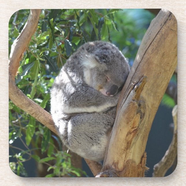Cute Sleeping Koala in Tree Beverage Coaster (Front)