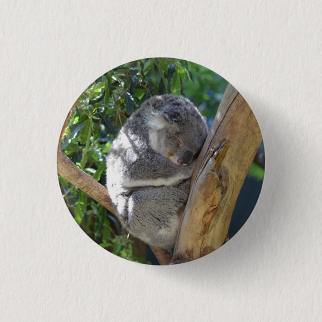 Cute Sleeping Koala in Tree Button (Front)