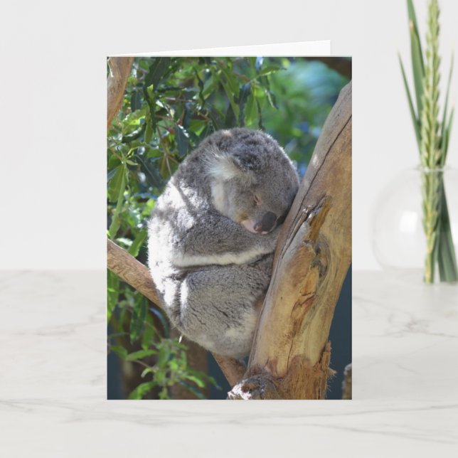 Cute Sleeping Koala in Tree Card (Front)
