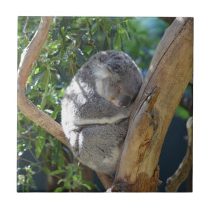 Cute Sleeping Koala in Tree Ceramic Tile