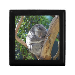 Cute Sleeping Koala in Tree Gift Box