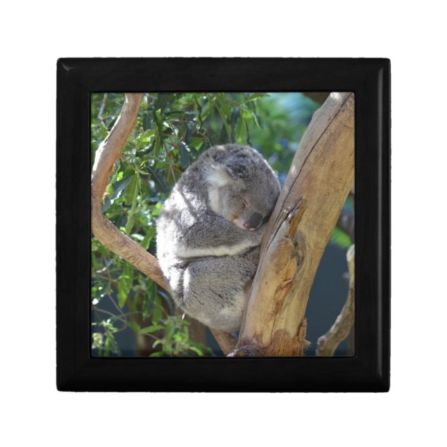 Cute Sleeping Koala in Tree Gift Box (Front)