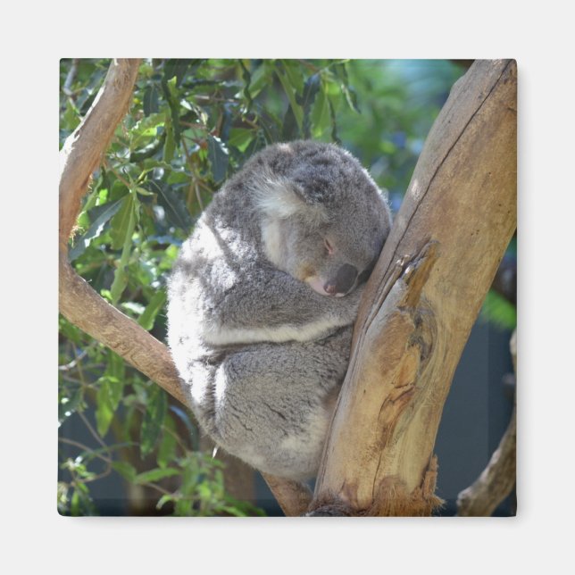 Cute Sleeping Koala in Tree Magnet (Front)