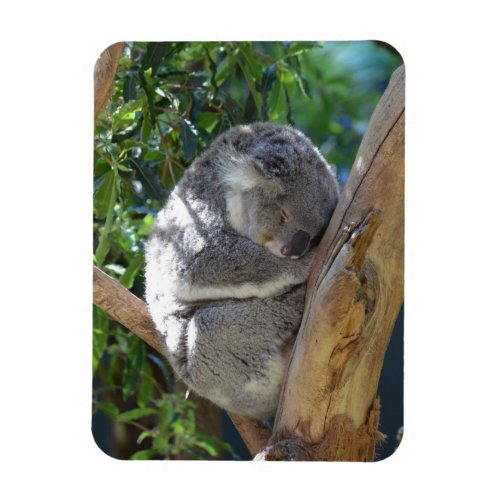 Cute Sleeping Koala in Tree Magnet