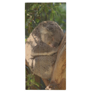 Cute Sleeping Koala in Tree Wood Flash Drive