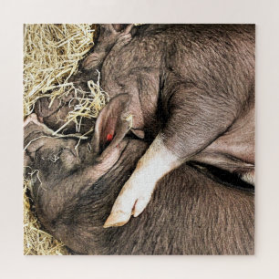 CUTE SLEEPING PIGS JIGSAW PUZZLE