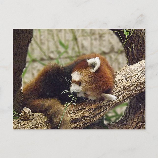 Cute Sleeping Red Panda w/ Food in Its Mouth Postcard (Front)