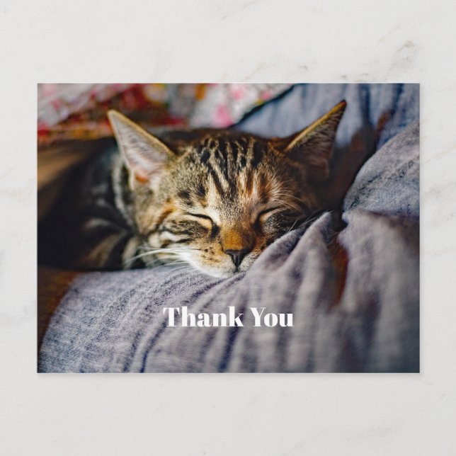 Cute Sleeping Tabby Cat Photo Thank You Postcard (Front)