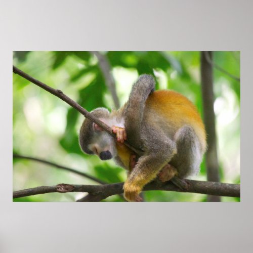 Cute Sleeping Titi Monkey In The Wild Poster