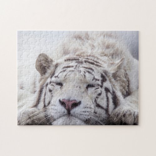 Cute Sleeping White Tiger  Jigsaw Puzzle