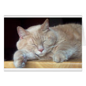 CUTE SLEEPY CAT (Front Horizontal)