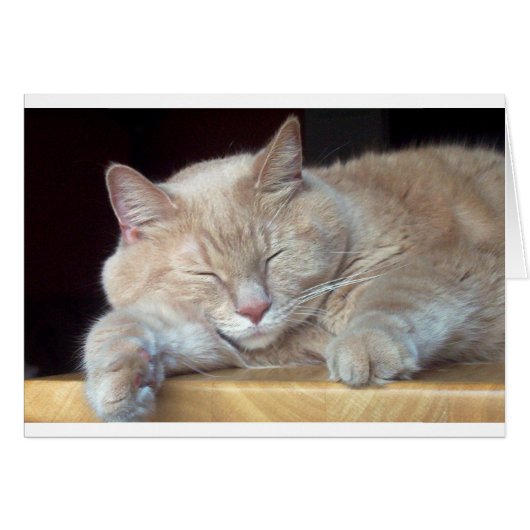 CUTE SLEEPY CAT (Front Horizontal)