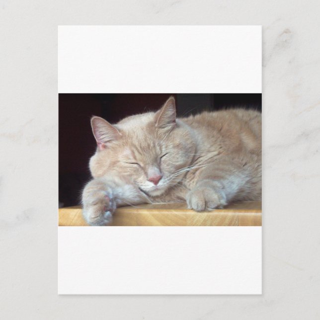 CUTE SLEEPY CAT POSTCARD (Front)