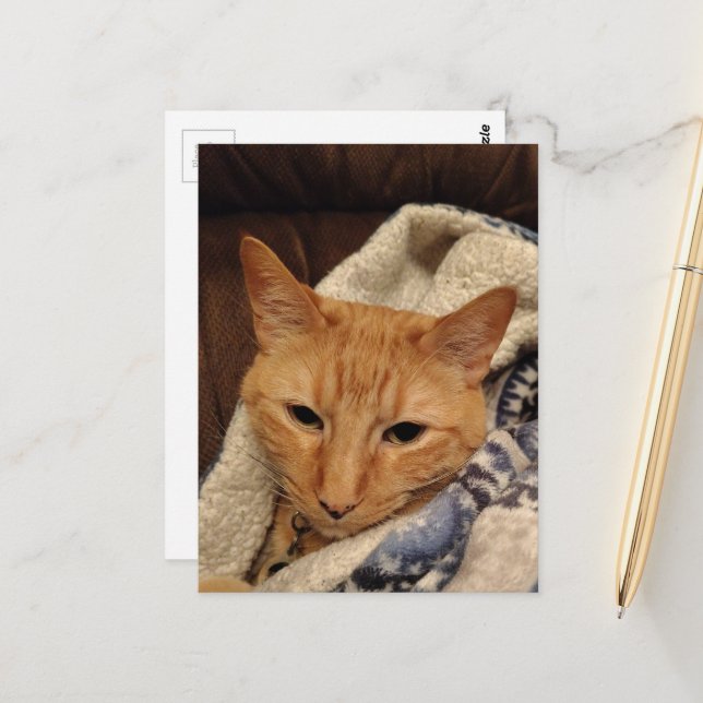 Cute Sleepy Ginger Kitty in a Blanket Postcard (Front/Back In Situ)