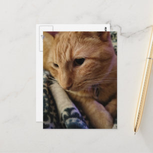 Cute Sleepy Ginger Kitty Postcard
