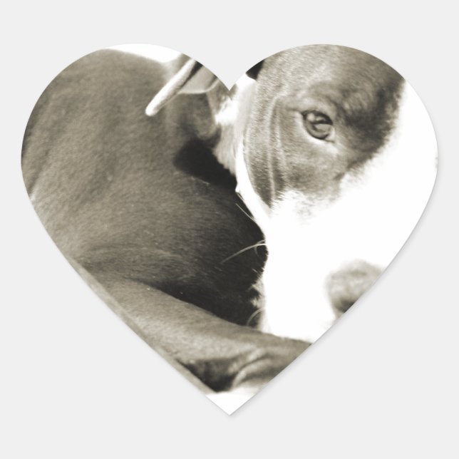 cute sleepy lazy pit bull dog heart sticker (Front)