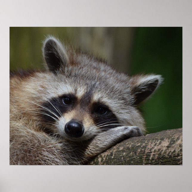 Cute Sleepy Raccoon Photo Poster (Front)
