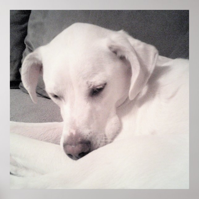 Cute Sleepy White Dog Gray Poster (Front)