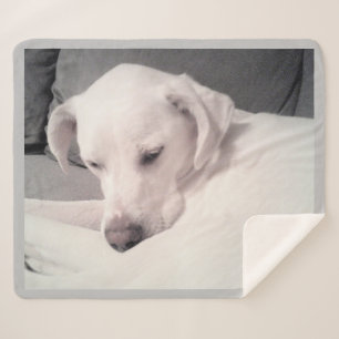 Cute Sleepy White Labrador Mix Dog Gray Sherpa Blanket