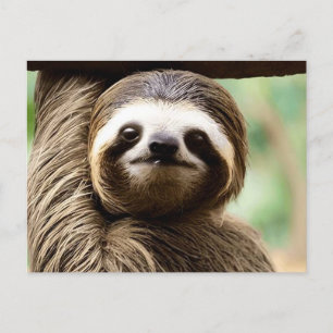 Cute sloth background holiday postcard