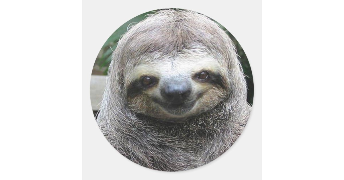 sloth face