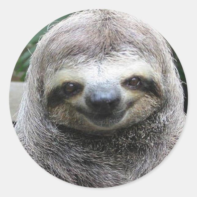 Cute Sloth Face Classic Round Sticker (Front)