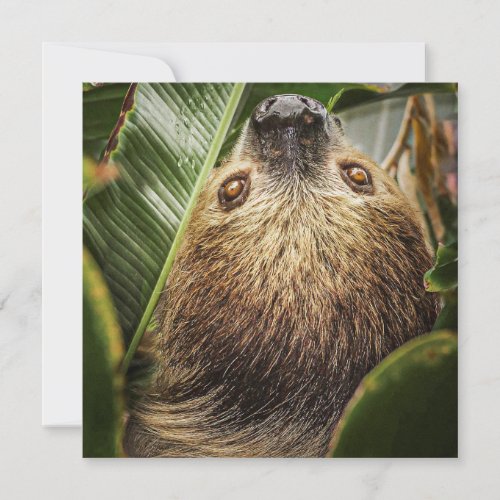 Cute Sloth Holiday Card