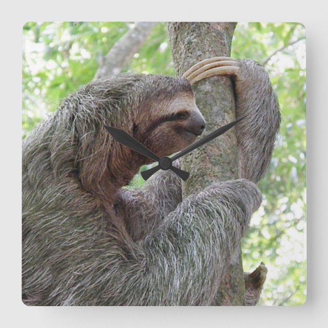 Cute Sloth Square Wall Clock (Front)