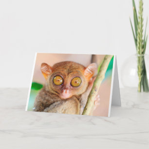 Cute Slow Loris Birthday Card