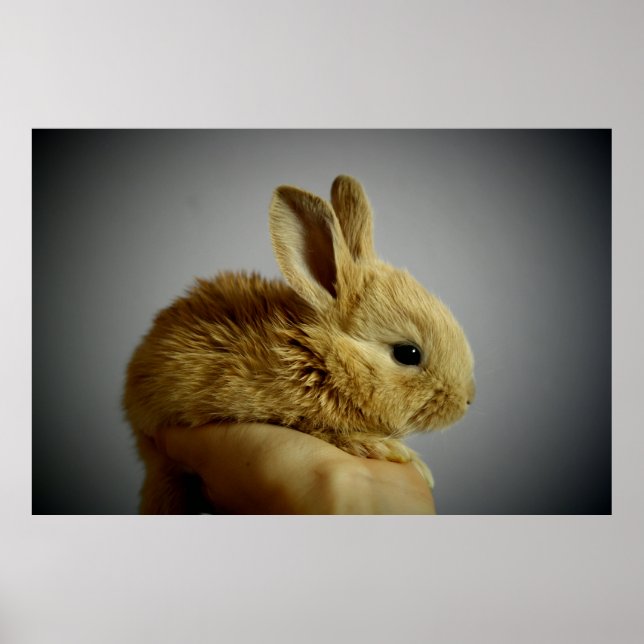 Cute small rabbit in hand poster (Front)