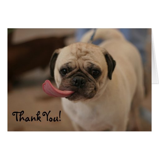 Cute small white bulldog Thank You card! | Zazzle