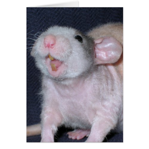 Cute Smile Rat