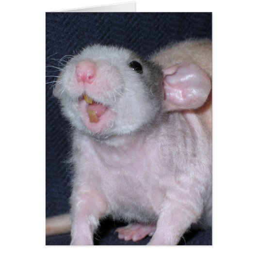 Cute Smile Rat Cards (Front)