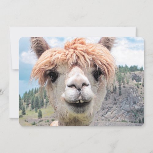 Cute Smiling Alpaca Photo Image