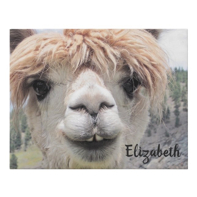 Cute Smiling Alpaca Photo Image Faux Canvas Print (Front)