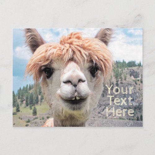 Cute Smiling Alpaca Photo Image Postcard