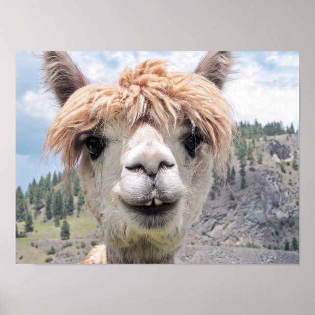 Cute Smiling Alpaca Photo Image Poster (Front)