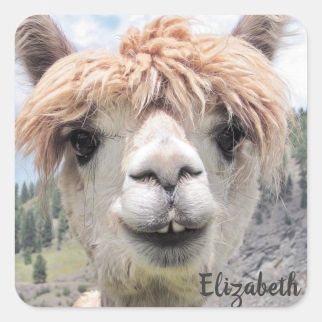 Cute Smiling Alpaca Photo Image Square Sticker (Front)