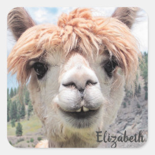 Cute Smiling Alpaca Photo Image Square Sticker
