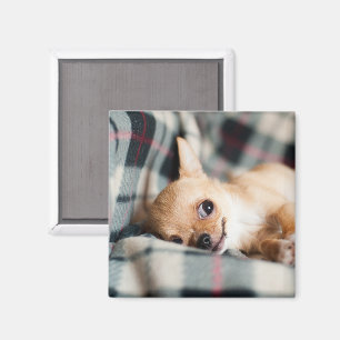 Cute Smiling Chihuahua on Blanket Magnet
