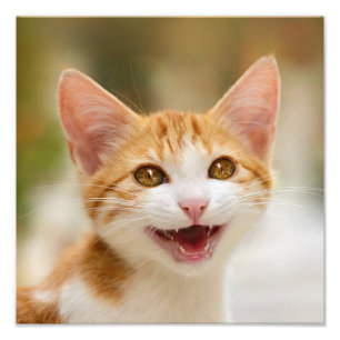 Cute Smiling Kitten Face Funny Cat Meow Photo Print