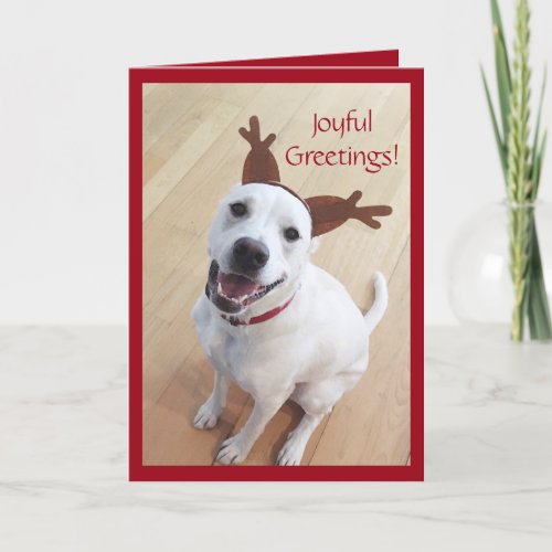 Cute Smiling White Reindeer Dog Christmas Holiday Card