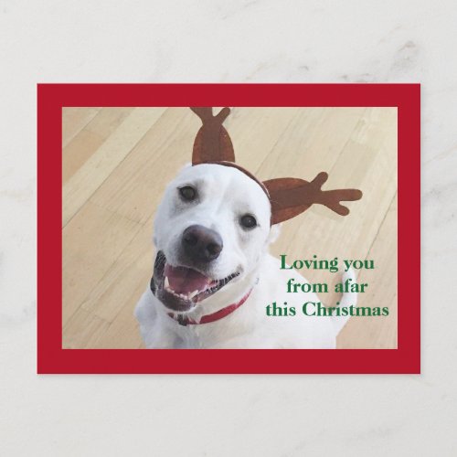 Cute Smiling White Reindeer Dog Red Christmas Postcard
