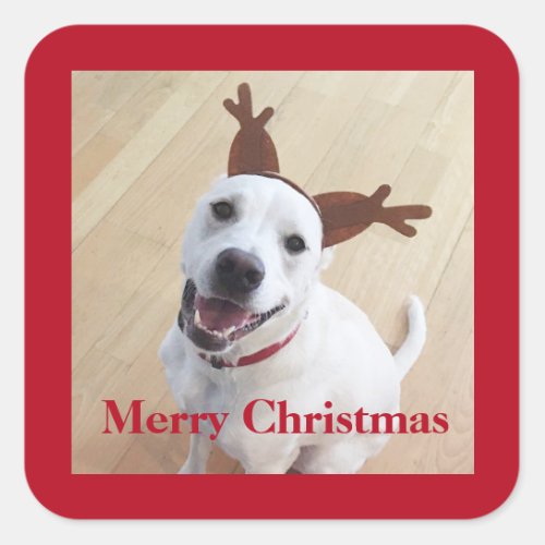 Cute Smiling White Reindeer Dog Red Christmas Square Sticker